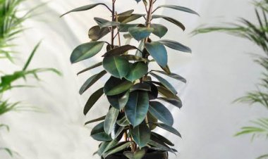 Lucky Plants: सुख-समृद्धि के साथ ही अस्थमा और एलर्जी जैसी बीमारियों से भी बचाता है ये चमत्कारी पौधा, खूब मिलेगी तरक्की!