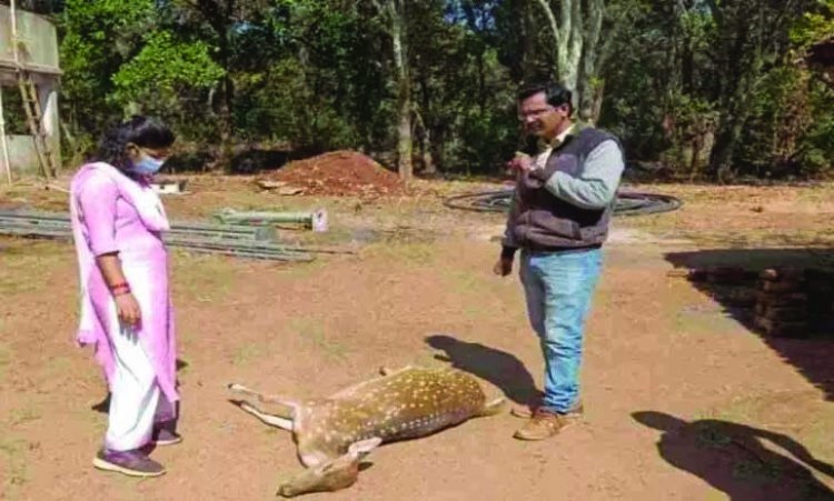 अज्ञात वाहन की ठोकर से चीतल की मौत