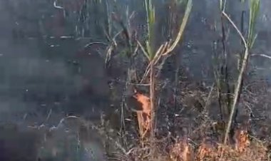 CG: गन्ने की फसल में लगी भीषण आग, 17 एकड़ की फसल जलकर राख, किसानों में भरी आक्रोश