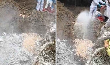 ब्रेकिंग : छत्तीसगढ़ के इस जिले में मिला बर्ड फ्लू का केस, नष्ट की गई हजारों मुर्गी-अंडे, शहर में लगा प्रतिबंध, कलेक्टर बुलाई इमरजेंसी मीटिंग…