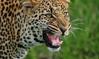 CG : सड़क किनारे सो रहे बुजुर्ग को उठा ले गया तेंदुआ, नोच-नोच कर खाया, जंगल में क्षत विक्षत हालत में मिली लाश