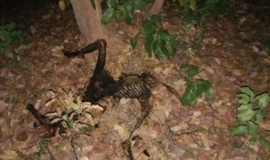 CG : पत्नी के शक से परेशान पति ने रची खौफनाक साजिश, जंगल में गला घोंटकर की हत्या, फिर पेट्रोल डालकर जलाया शव