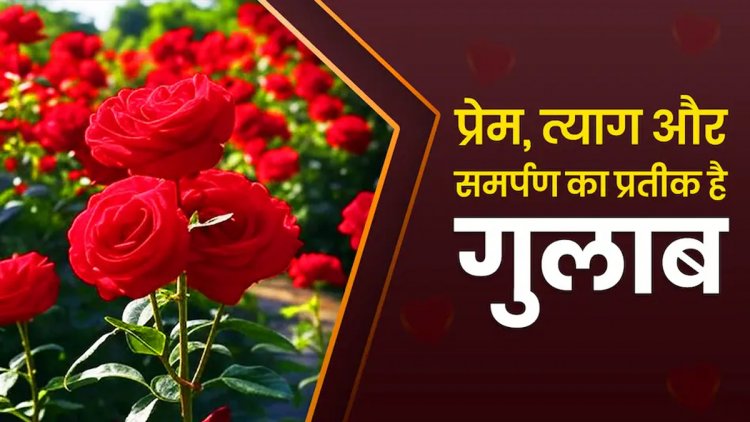 Rose Day: प्रेम, त्याग और समर्पण का प्रतीक... महज एक फूल नहीं, इश्क की पूरी दास्तान है गुलाब