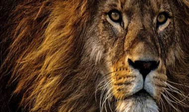 कानन पेंडारी में नहीं सुनाई देगी ‘भीम’ की दहाड़.. बीमार शेर ने तोड़ा दम, अफसरों की मौजूदगी में अंतिम संस्कार