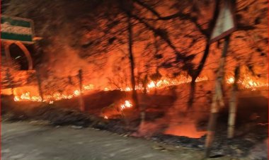 CG : कलेक्टर बंगले के पास लगी नर्सरी में आग, पुलिस व दमकल की तत्परता से टली बड़ी घटना