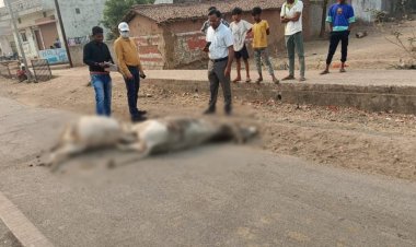 CG Breaking : तेज रफ्तार वाहन ने मवेशियों को कुचला, 8 की मौत, 3 घायल