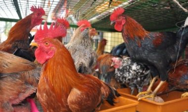 CG- बर्ड फ्लू से मचा हड़कंप, जिला प्रशासन ने की आपात बैठक, हजारों मुर्गियां, अंडे किये गये नष्ट