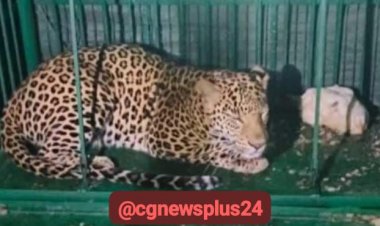 डोंगरगढ़ की सुदर्शन पहाड़ी में घूम रहा तेंदुआ पकड़ाया, वन विभाग ने जंगल में छोड़ा गया