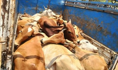 फिर गौ तस्करी का मामला सामने आया 14 नग गोवंश मवेशी पिक-अप वाहन में क्रूरता पूर्वक ठूंस-ठूंस कर भरा हुआ मिला। 