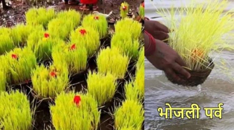 छत्तीसगढ़ राज्य की अनोखी परंपरा है-भोजली, अच्छी फसल से लेकर दोस्ती तक का प्रतीक: भोजली तिहार