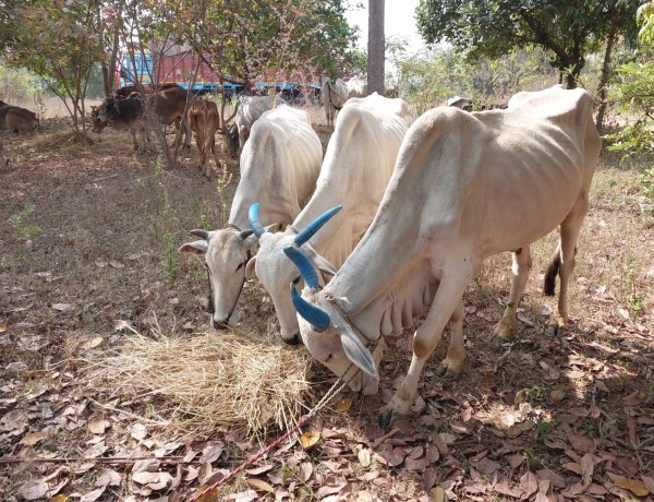 *अवैध रूप से पशुओं का परिवहन करने वाले आरोपियों को चिल्हाटी थाना द्वारा किया गया कार्यवाही-*