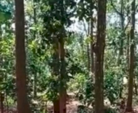 कोंडागांव व बस्तर में संरक्षित वनों की अंधाधुंध कटाई पर रोक लगे