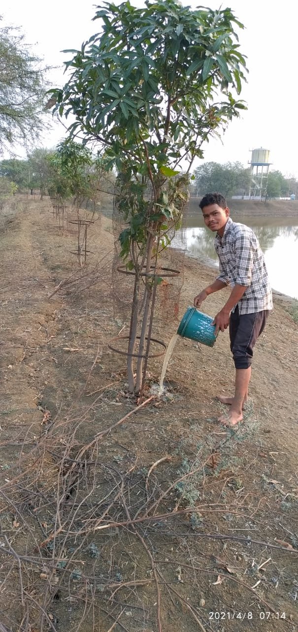 गांधी युवा क्लब के सदस्यों  द्वारा लगाया गया 101 आम के पेड़ लगा कर छोड़ा नहीं है पढ़िये पूरी खबर