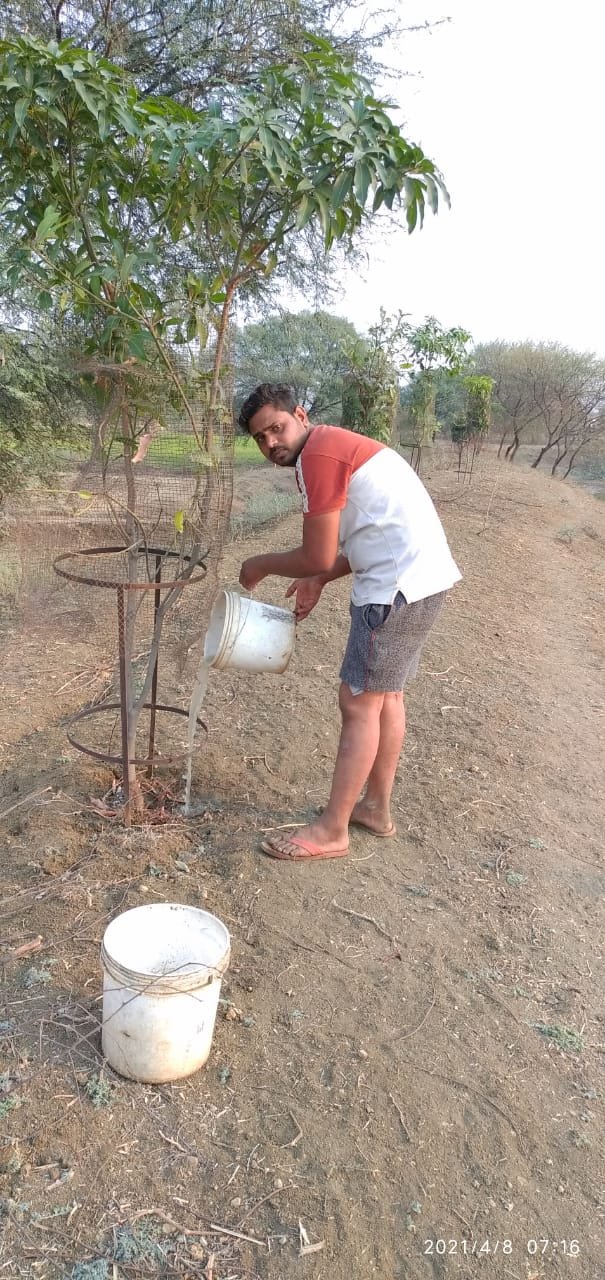 गांधी युवा क्लब के सदस्यों  द्वारा लगाया गया 101 आम के पेड़ लगा कर छोड़ा नहीं है पढ़िये पूरी खबर