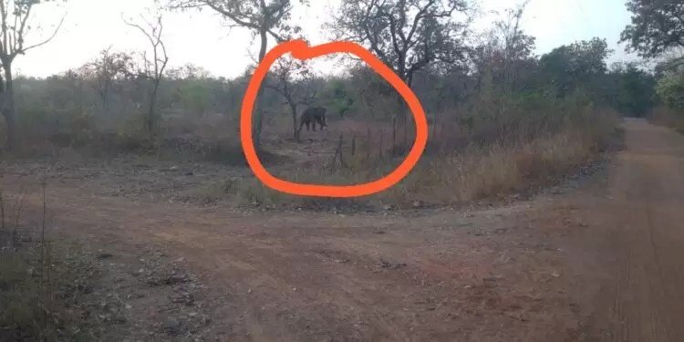 जिले में हाथियों ने फिर दिए दस्तक वनविभाग हुआ एलर्ट दूसरी ओर ग्रामीणों में दहशत का माहौल,
