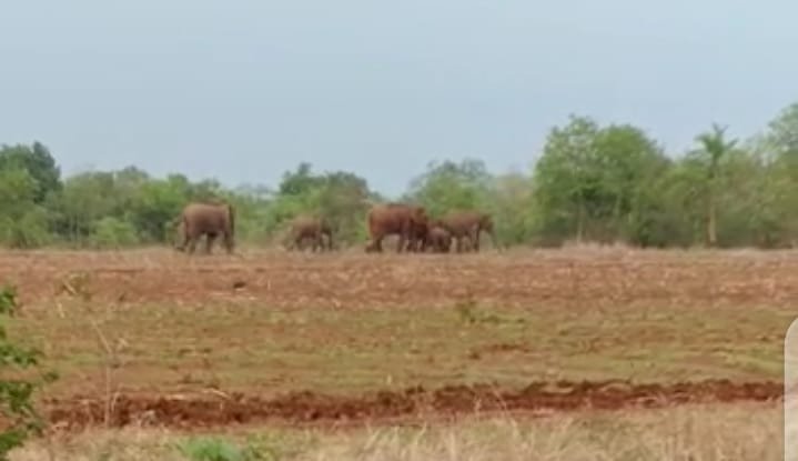 जिले में हाथियों के दल का आना जाना लगा हुआ है। इस दौरान तीन से चार जाने हाथियों के आतंक से भी जा चुकी