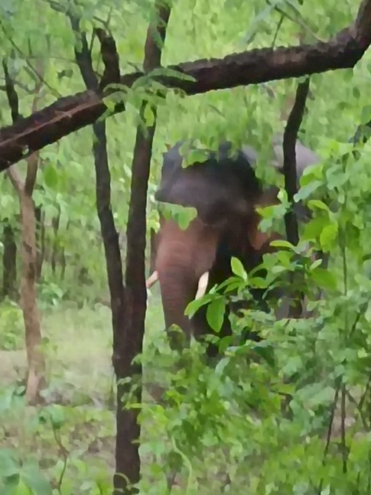 चंदा हाथियों का दल रानी माई मंदिर से तालगांव के बीच पहुंच गया जानकारी के अनुसार झलमला बालोद जाने वाले मुख्य मार्ग के आसपास के जंगलों में डेरा जमाए हुए है जानिए खबर में
