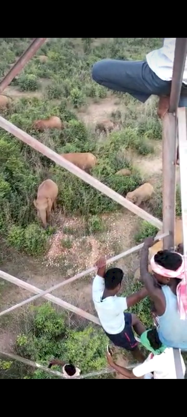 चंदा हाथियों का दल अभी भी कर रहे विचरण खेत खलिहान जाने से करें परहेज जानिए आगे खबर में