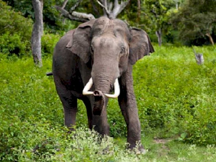 ग्राम में तीन दतैल हाथियों की विचरण ग्राम कोना पहाड़ी क्षेत्र में किसानों का डर लगा रहता है जानिए आगे खबर मे 