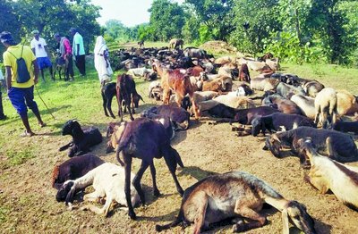 जिले के डौंडी विकासखंड अंतर्गत ग्राम भर्रीटोला में रहस्यमय ढंग से 43 भेड़ों की हुई मौत पशु पालकों ने पशु चिकित्सा विभाग पर लगाया आरोप 