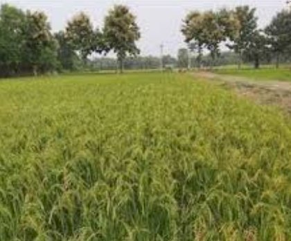 जिले में खाद एवं बीज की उपलब्धता पर्याप्त किसान भाईयों से उन्नत किस्म के बीजों एवं खाद का अधिक से अधिक उठाव करने की अपील की गई