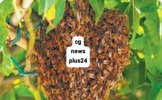 *पुरूर के साप्ताहिक बाजार में सब्जी व्यवसायियों एवं ग्राहकों पर मधुमक्खियों का हमला*