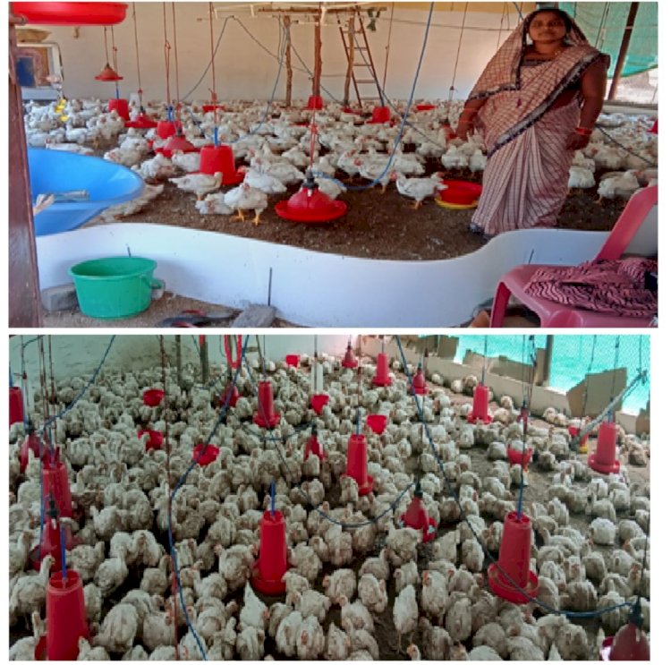 *गढ़बो नवा छ.ग. की संकल्पना गौठानों से हो रहा साकार*  *जागृति स्व सहायता समूह की महिलाएं मुर्गीपालन कर कमाए 1 लाख 2 हजार रुपए, बढ़ रहा आत्मविश्वास*