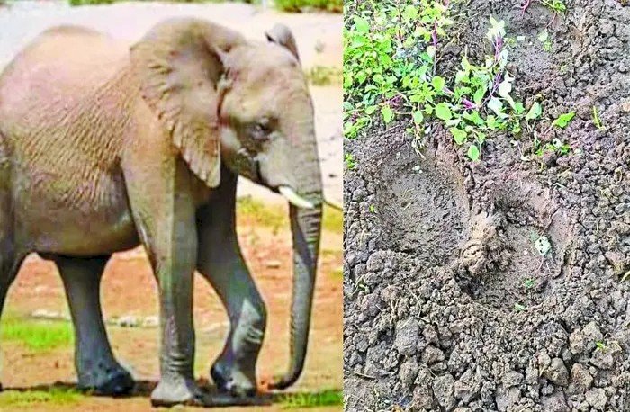 बालोद जिले में शहर तो शहर ग्रामीण क्षेत्रो में अभी भी हाथी की दहशत है बरकार, वन विभाग की टीम पूरी मुस्तैदी से गाँव गाँव सतत निगरानी अथवा सुरक्षा की दृष्टिकोन मुनियादी