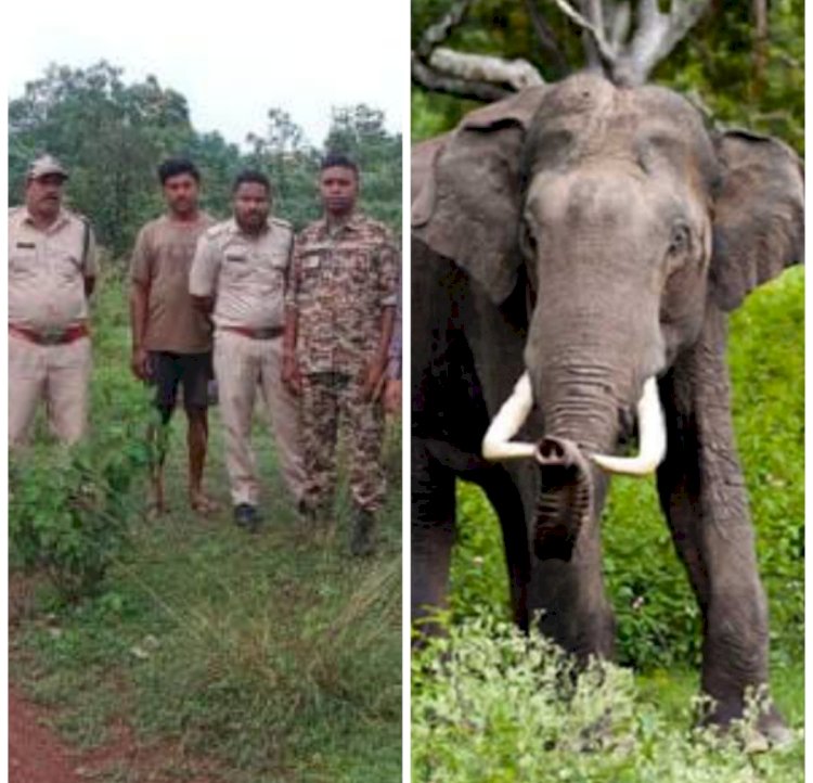 बालोद जिले में फिर एक बार एक दंतैल हाथी ने दी दस्तक   हाथी बीती रात धमतरी की ओर से गुरुर ब्लाक के बालोदगहन से लगे जंगल में किया प्रवेश  वनविभाग की टीम ने ग्रामीण वनांचल क्षेत्रो में मुनायदी करवा कर लोगो को सतर्क रहने की सलाह