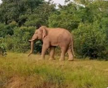 बालोद वन विभाग द्वारा प्रतिदिन हाथी के लोकेशन डिटेल किया जा रहा जारी  उपवनमण्डाधिकारी सुश्री बैस द्वारा वनांचल क्षेत्रों का दौरा कर सतत की जा रही है निगरानी    आज शाम साढ़े 5 बजे उक्त दतेल हाथी धरमपुरा में देखें जाने से ग्रामीणों को सतर्कता बरतने की दी जा रही हिदायद