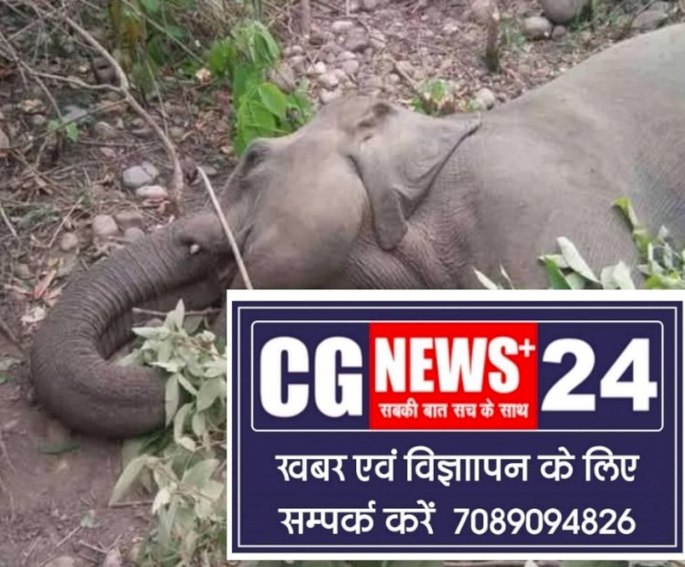 हाथी की  किसान के खेत में बिछाया गया  करंट जाल चपेट में आने से  दर्दनाक मौत सबूत मिटाने पैरा में छुपा दिया था